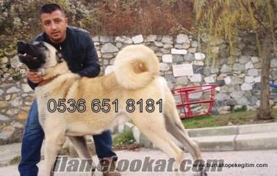 satılık kangal köpekleri SATILIK KANGAL YAVRULARI