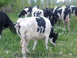 süt inekleri konya 30 ve 35 kgluk süt inekleri ve düveleri