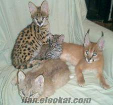 Egzotik serval, Karakulak, Savana ve satışı Ocelot kedi yavruları