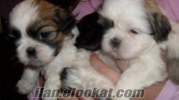 AKILLI VE ŞİRİN ANNE ALTINDAN SAFKAN SHIH TZU BEBEKLERİ