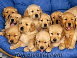 Golden yavru köpek istiyorum ücretsiz öğrenciyim tek isteğim lütfen :/