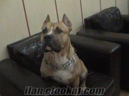 ORJİNAL AMERİKAN STAF İSTANBUL
