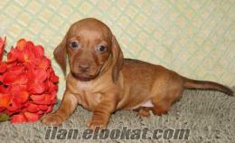 dachshund(sosis) yavrular