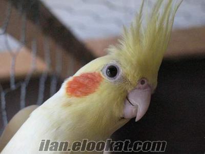 acil satılık ele alışkın 2 aylık sultan papaganı 175 tl