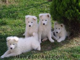 Sarayda samoyed sahibinden