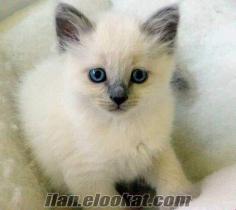 ACİL satılık 7 haftalık yavru siyam kedisi