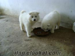 SAHİBİNDEN SAFKAN SAMOYED YAVRULARI