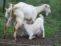 acil satılık damızlık keçi