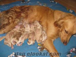 dişi ve erkek saf kan Golden Retriever sahibinden