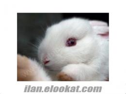 satılık yavru yeni zellanda tavşanı beyaz kırmızı gözlü sahibinden