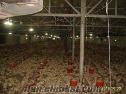 tavuk çiftliğinde çalışmış aile burhaniyede dolgun maaş