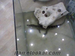 izmirde satılık timsah 4 aylık timsah gibi maşallah :):):)