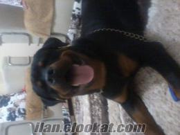 7 Aylık Secereli Rottweiler Çorum