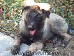 Çanakkale de sahibinden satılık kurt-kangal kırması çoban köpeği