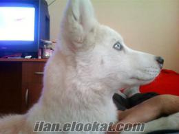 Afyondan 6aylık Erkek Husky Beyaz-Kızıl