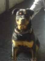 rottweiler burda