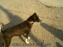 sakarya hendek den satılık 1.5 yaşında zaar köpek