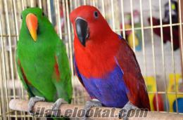 Kadıköy eclectus papaganı