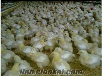 satılık hindi etlik civciv kaz ördek bıldırcın ve yumurtası ve civcivleri )