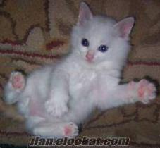 ACİLL..7 aylık yavru van kedisi adı :İPLİK İZMİRDEN