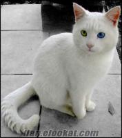 diyarbakırda sahibinden satılık van kedisi