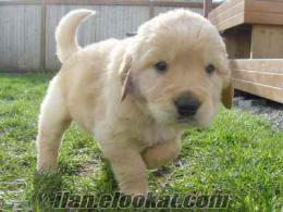 istanbul 40 gunluk bakımlı golden retriever