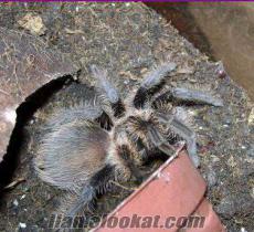 SATILIK TARANTULA