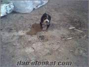 satılık 2 aylık saf barak cinsi av köpeği