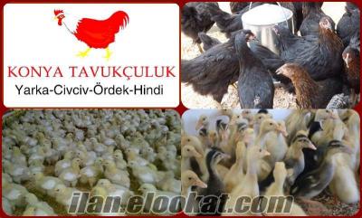 Türkiye geneli 1. kalite etlik civciv, yumurtalık civciv satışı ücretsiz kargo