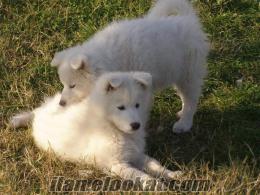 SAMOYED SAHİBİNDEN