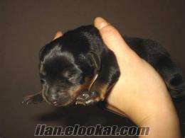 SATILIK ROTTWEILER YAVRULARI 300 TL