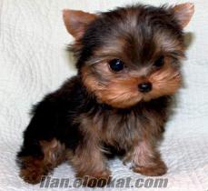 YORKSHIRE TERRIER TEACUP YAVRU EN İYİ FİYATLA