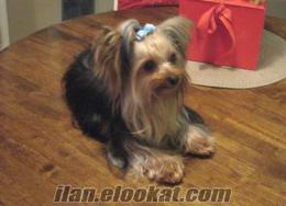 YORKSHIRE TERRIER EN İYİLERİ