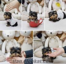 MICRO TEACUP YORKSHIRE TERRIER YAVRULAR