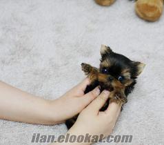 YORKSHIRE TERRIER 1. SINIF TEACUP YAVRU