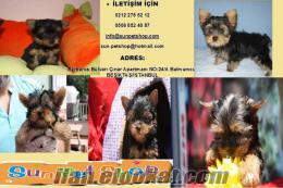 satılık yorkshire terrier istanbul