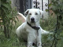 Antalya Yeşilbayırda ücretsiz akbaş köpek