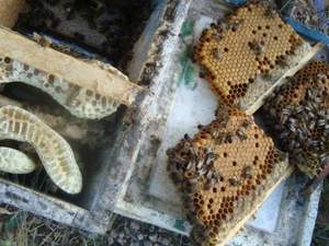 satılık arı kovanları Karniyol Ana ari Satışı