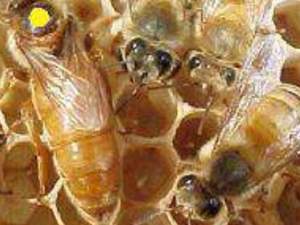 arı kovanı imalatı İtalyan Ana ari Satışı