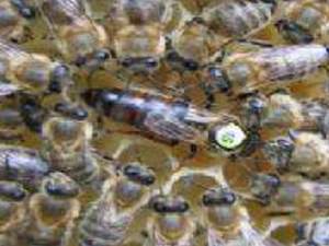 arı kovanları ITALYAN VE KARNIYOL ANA ARI SATIŞI