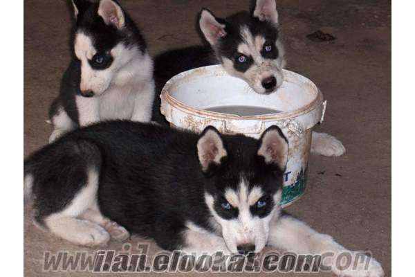 KARACADOG KÖPEK PANSİYONU KÖPEK OTELİ KARACA KÖPEK OTELİ KARACA DOG KÖPEK PANSİ
