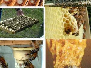 arı kovanı imalatı İtalyan Ana ari Satışı