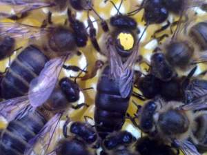 2001 doğan 15 nisan 2014- Burdurda ana arı satışı