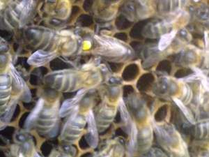 satılık arı kovanları satılık Kafkas ana arı