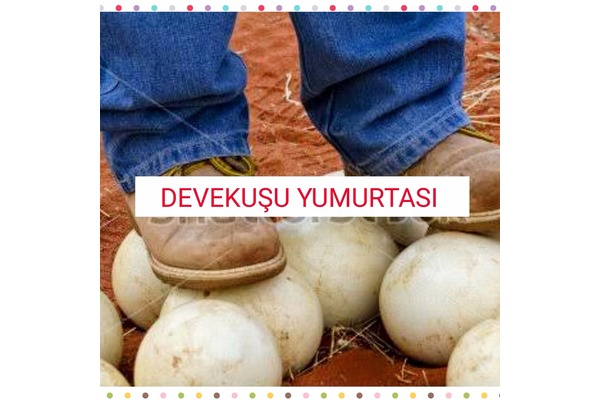 devekuşu civcivi 175 tl