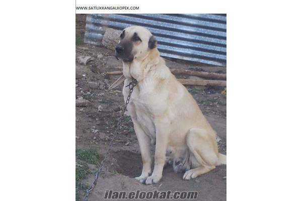 Sivasta satlık kangal