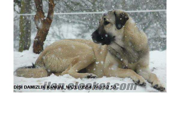 SİVAS KANGAL ÜRETİM ÇİFTLİGİ