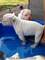AMERIKAN BULLDOG YAVRULARI SATILIK