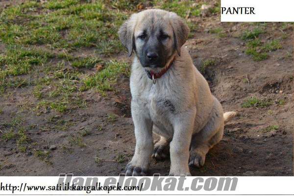 SATILIK KANGAL KÖPEK