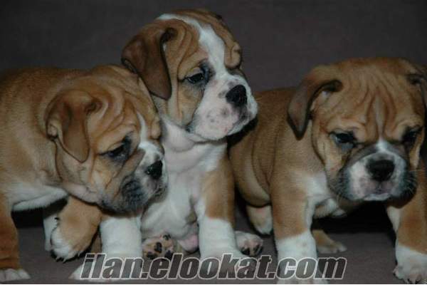 ingiliz bulldog yavruları